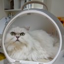 예뻐질고양 이미지