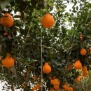 1호농장 이미지