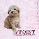 포인트독 이미지