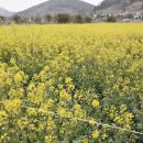 낭만멸치 이미지