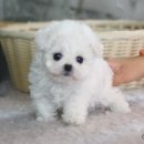 내동애견 이미지