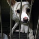 펫토피아 동물병원 네이버블로그