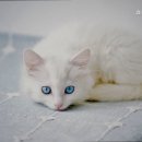 쇼독동물병원