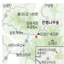 은행나무숲 입구 이미지