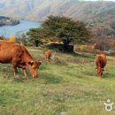 초원한우농장 이미지