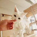 묘릉도원 이미지