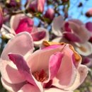 낮은굴뚝 애견펜션 이미지