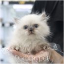 대구고양이분양 도로시펫 이미지