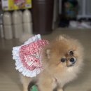 천지패션 | 강아지하네스 반려견옷 펫패션 이누네코 원피스 후기!