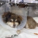 24시배곧스마트동물의료센터 네이버블로그