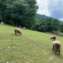 테마투어(목장 체험) 이미지