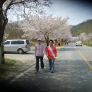 자양벚꽃100리길 이미지