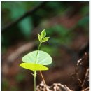 축령산 히든벨리 이미지