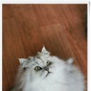 페르시안