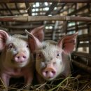 돼지농장 이미지