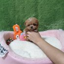 고려애견샵 이미지