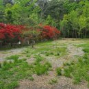 명봉산솔밭관광농원오토캠핑장 | [강원도 원주시] 명봉산 솔밭관광농원 오토캠핑장