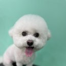 멍블리 펫살롱 이미지