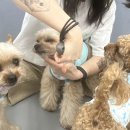 나랑애견유치원 이미지