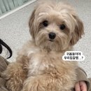 글로리퍼피 이미지