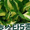 비비추꽃집 이미지