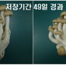 느티 이미지