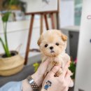 나눔펫 책임분양소 강아지분양 일산점 | 나눔펫 일산점 강아지무료분양 일산 강아지 무료분양