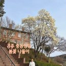 공주 봄꽃 명소: 공주중동성당 목련, 충청남도역사박물관 포토존 벚꽃 개화현황(+ 부자떡집 알밤모찌)
