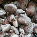 참나무원목생표고버섯 이미지