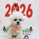 구미산동 애견미용 눈부시개 이미지