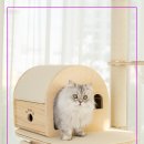 오로라 캣 이미지