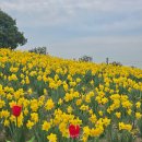 1급제일스카이정비 | 부산 꽃구경 오륙도 수선화 해맞이공원 스카이워크 실시간 개화상태