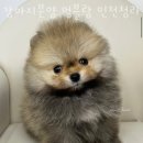 강아지분양 멍블랑 인천청라본점 | 인천 청라동 강아지분양 강아지분양 멍블랑 인천청라본점 가격 위치