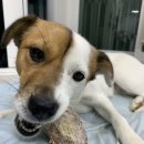 파핑파우 이미지