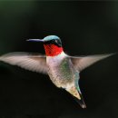 Hummingbird 새집 만들기 이미지