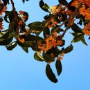 차마시기 이미지