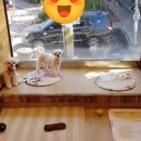 해피펫클럽 이미지