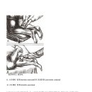 62장 비복근( Gastrocnemius- calf cramp muscle ) Calf Cramp Muscle(장딴지 쥐나는 근육) 이미지