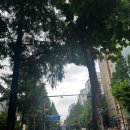 식물성 알티지 오메가3 추천 (효능, 성분, 복용법)