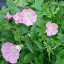 태호네농장 이미지