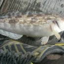 달빛좌대 이미지