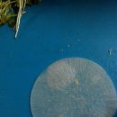 ＜13주＞ 월요일반 창작요리 1조 ; 닭가슴살 쌈무말이, 매실을 품은 방울토마토, 블루베리 스무디 이미지