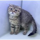 우아한강아지 이미지