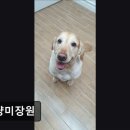 멍냥미장원 이미지