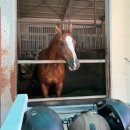 홍성군 승마장 | 충남 홍성 여행 가볼만한곳 : 승마체험장에서 이색체험, 가족여행으로 아이와 갈만한 곳 추천 여행코스...