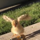 럭키 루 카카오 검색결과