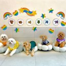 맘바이 루프탑 테라스 강아지 애견호텔 애견유치원 이미지