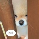 [호주워홀] #3. 장롱면허의 중고차 인스펙션, 구매 총 비용(Rego, RWC, 보험), 중고차 2달 후기
