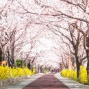낙동강 벚꽃축제 푸드존 이미지