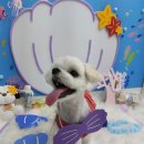 굿데이멍 이미지